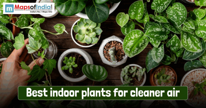 Top view of various indoor plants in pots, including air-purifying houseplants arranged on a wooden table, symbolizing the best indoor plants for cleaner and healthier air.