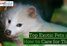 Top Exotic Pets and How to Care for Them Close-up of a white exotic pet with blue eyes in a natural setting, featuring the text “Top Exotic Pets and How to Care for Them” and Maps of India logo.
