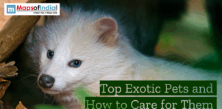 Top Exotic Pets and How to Care for Them Close-up of a white exotic pet with blue eyes in a natural setting, featuring the text “Top Exotic Pets and How to Care for Them” and Maps of India logo.
