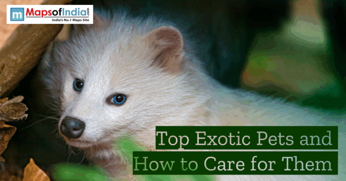 Top Exotic pets Close-up of a white exotic pet with blue eyes in a natural setting, featuring the text “Top Exotic Pets and How to Care for Them” and Maps of India logo.