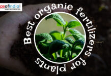 Best Organic Fertilisers for Plants Gemini said Hands holding dark soil and a small green plant sprout