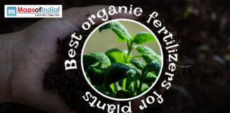 Best Organic Fertilisers for Plants Gemini said Hands holding dark soil and a small green plant sprout