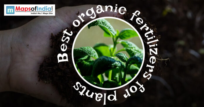 Best organic Fertilizs Gemini said Hands holding dark soil and a small green plant sprout