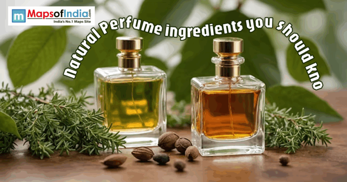 Two glass bottles of amber and yellow perfume oil sit on a wooden surface, surrounded by fresh sprigs of rosemary, green leaves, and small seeds.