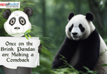 Once On The Brink, Pandas Are Making A Comeback Illustration of a giant panda in a forest beside a cartoon panda holding a sign that reads “Once on the Brink, Pandas are Making a Comeback.”