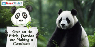 Once On The Brink, Pandas Are Making A Comeback Illustration of a giant panda in a forest beside a cartoon panda holding a sign that reads “Once on the Brink, Pandas are Making a Comeback.”