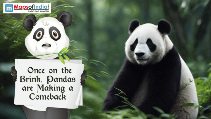 Illustration of a giant panda in a forest beside a cartoon panda holding a sign that reads “Once on the Brink, Pandas are Making a Comeback.”