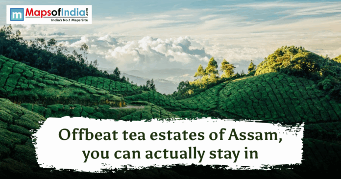 Lush green rolling hills of a tea plantation in Assam under a cloudy sky with travel blog text overlay.