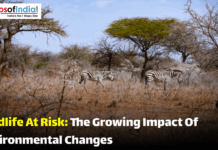 Wildlife At Risk: The Growing Impact Of Environmental Changes Two zebras walking through a dry, sparse forest landscape highlighting the impact of environmental changes on wildlife.