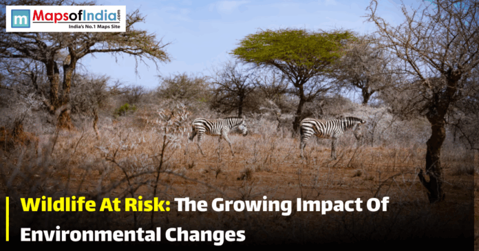 Two zebras walking through a dry, sparse forest landscape highlighting the impact of environmental changes on wildlife.
