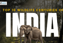 Top 10 Wildlife Sanctuaries in India Poster featuring an elephant in a forest with the text “Top 10 Wildlife Centuries of India” and Maps of India logo.
