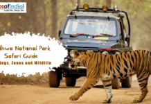 Dudhwa National Park Safari Guide: Timings, Zones and Wildlife Tiger crossing a forest trail in Dudhwa National Park with a safari jeep in the background during a wildlife safari.
