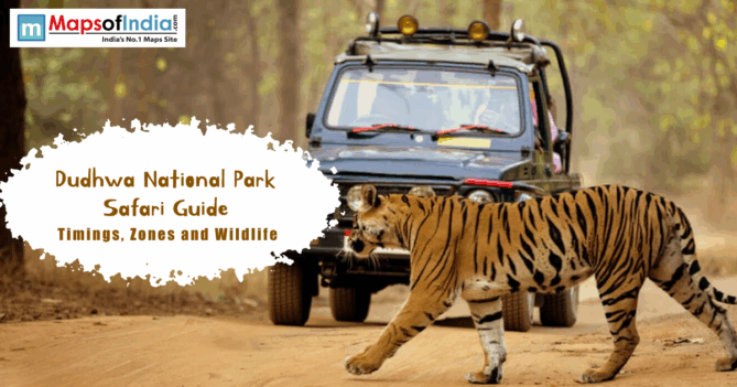Tiger crossing a forest trail in Dudhwa National Park with a safari jeep in the background during a wildlife safari.