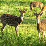 bandipur-national-park