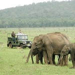 kabini