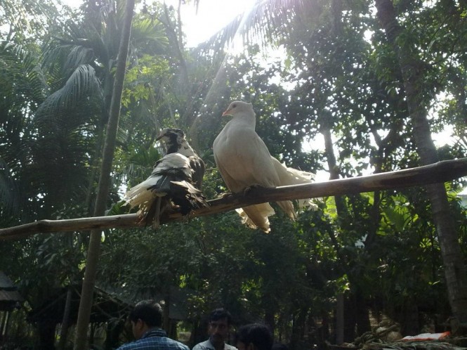Different types of pigeons in Taki