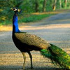 National Bird of India: Peacock