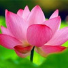 Natinal Flower of India: Lotus