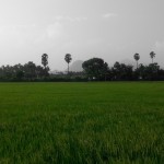 Lush Green Countryside in Kerala