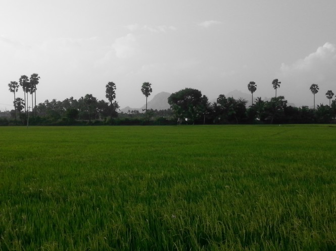 Lush Green Countryside