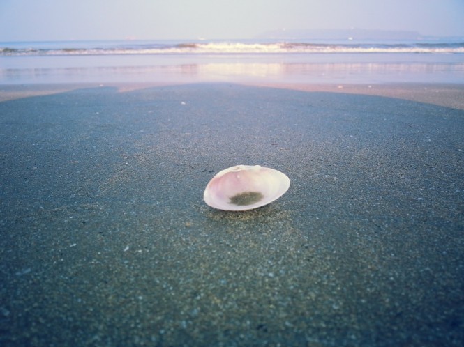 Seashell