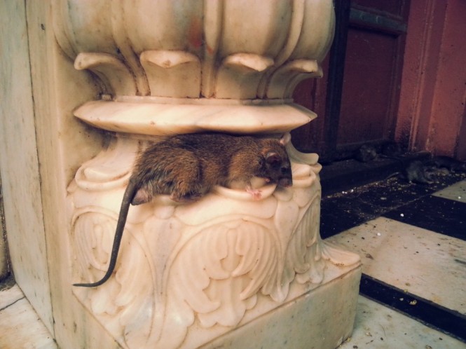 Black Rat at Rat temple