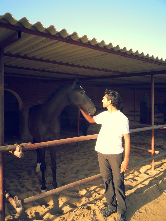 Marwari Horse