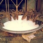 Rats at karni Mata Temple