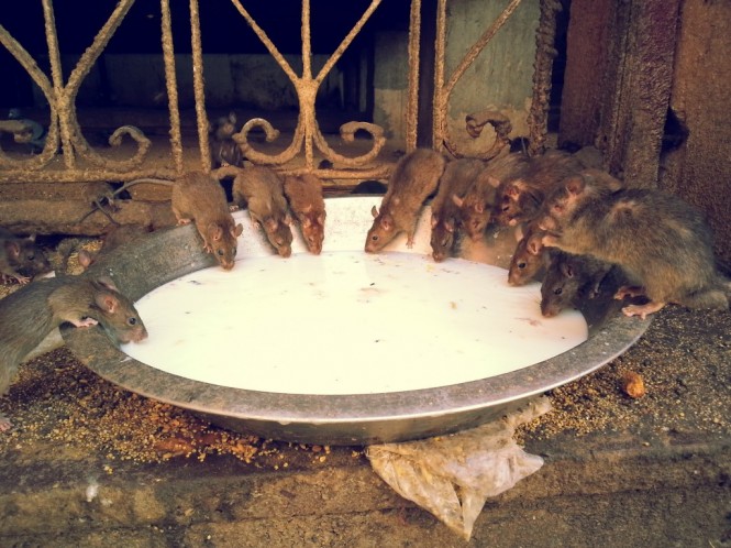 Rats at karni Mata Temple