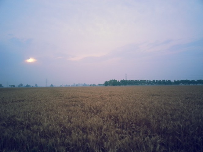 Wheat Fields