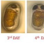 Egg Cubation