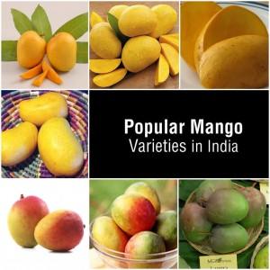 Famous Varieties of Mango in India - Food