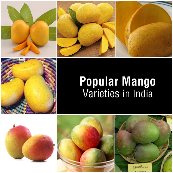 Popular Varities of Mango