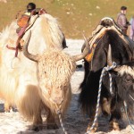 Yak Ride