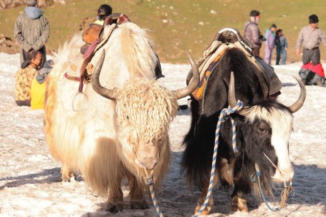 Yak ride at Marhi