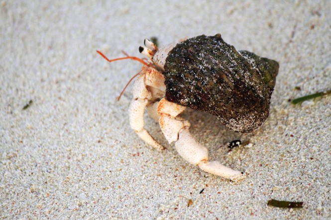 Hermit Crab - Parelli Island
