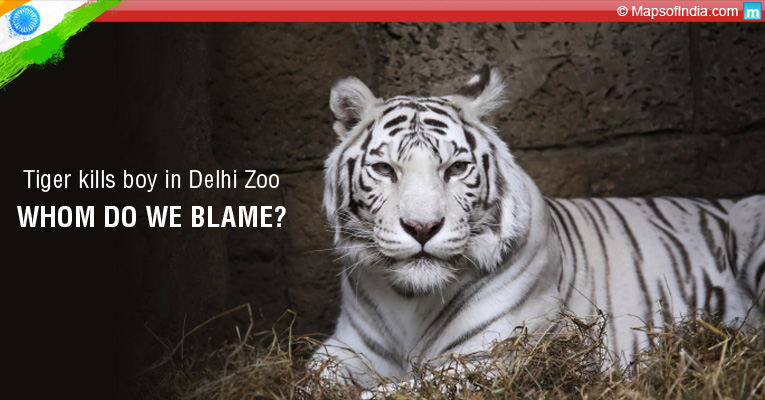 White Tiger Kills Man at Zoo