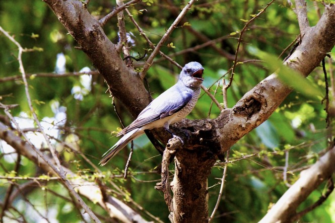 Birds at Ranthambore National Park