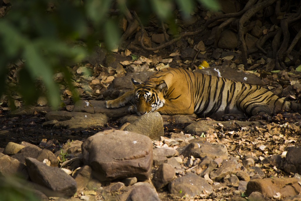 Ranthambore Tigers