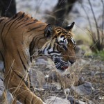 Tiger at Ranthambore National Park