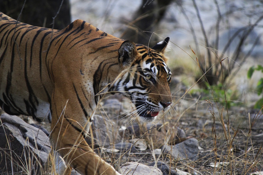 Ranthambore national park - Famous for Tigers - Travel