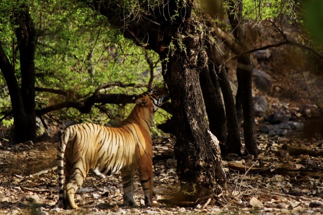 Tiger Safari at Ranthambore National Park