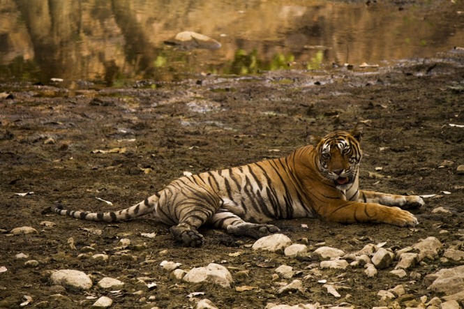 Tigers in Ranthambore National park
