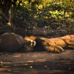 A lion resting in shade