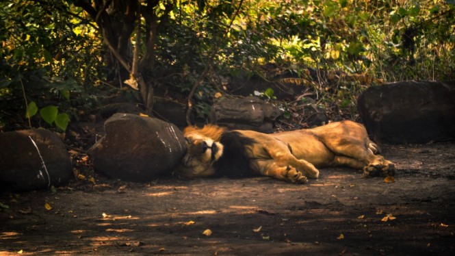 A lion resting in shade