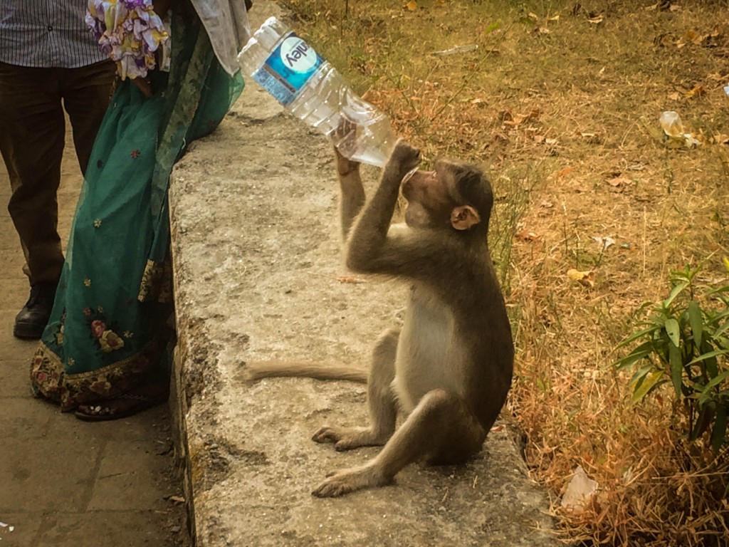 Monkey at elephanta caves