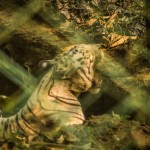 White tiger