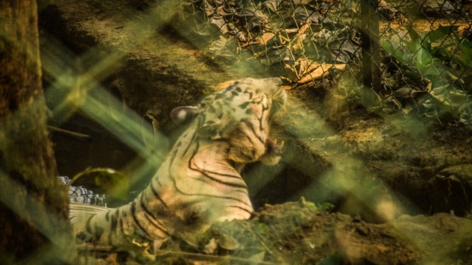 White tiger