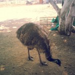 Emu at a restaurant