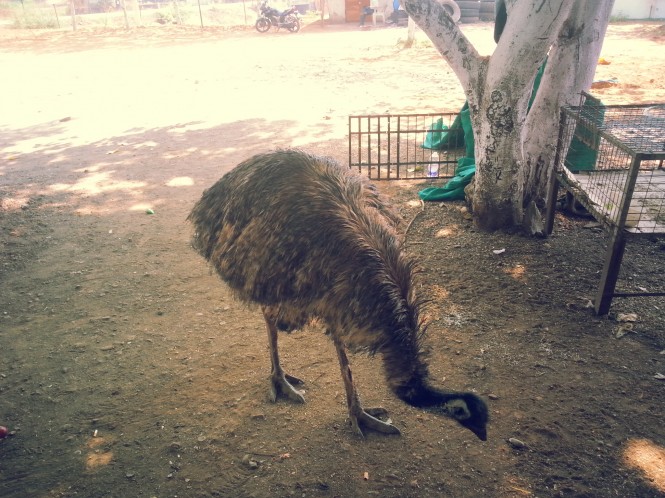 Emu at a restaurant